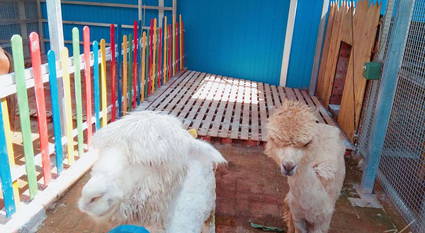 长寿湖松鼠部落亲子乐园