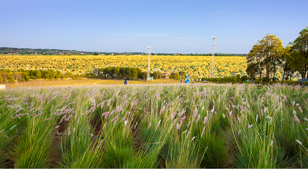 咸宁印象林花生态谷