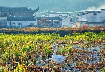 塔川第 12 张图片