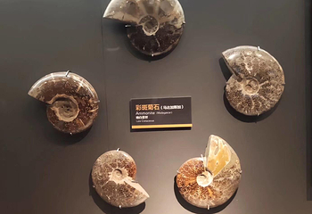 国家海洋博物馆第 9 张图片