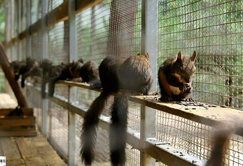 合肥疯狂松鼠岛第 13 张图片