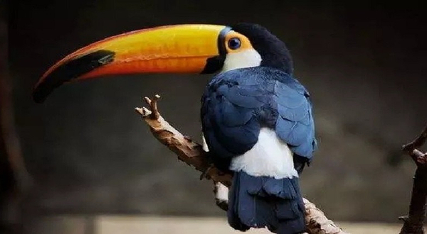 杭州大悦城未来动物城