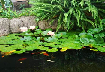 抱朴谷森林公园第 2 张图片