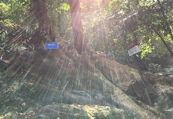 五指山水满河热带雨林风景区第 4 张图片