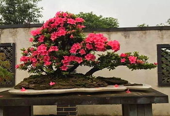 抱朴谷森林公园第 3 张图片