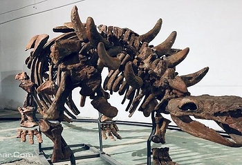 巨龙惊现—恐龙化石展深圳站第 1 张图片