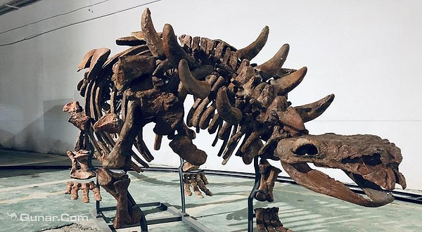 巨龙惊现—恐龙化石展深圳站