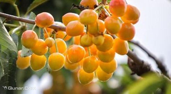 汪洋台大樱桃采摘园