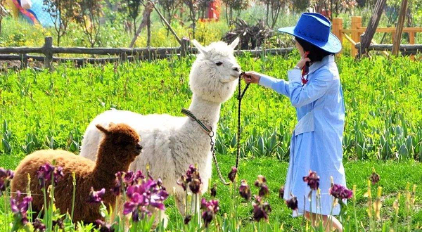 常州星宠屋萌宠乐园（吾悦店）