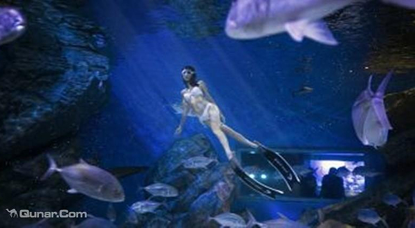 成都海昌极地海洋公园潜水体验