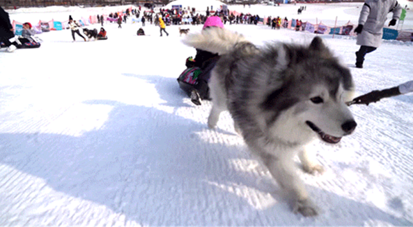 天津宠物冰雪嘉年华