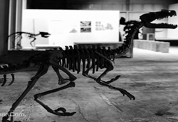 巨龙惊现—恐龙化石展深圳站第 2 张图片