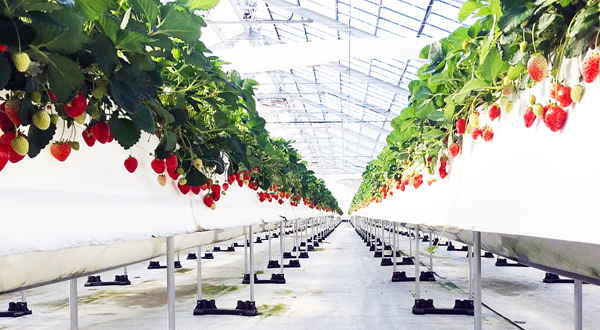 冲绳美丽草莓园南城园