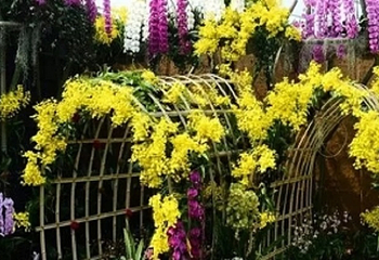 花开盛世·大美合肥春节牡丹花展第 3 张图片