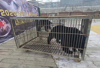 洛邑古城第 10 张图片