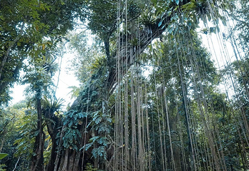 海南百花岭热带雨林文化旅游区第 14 张图片