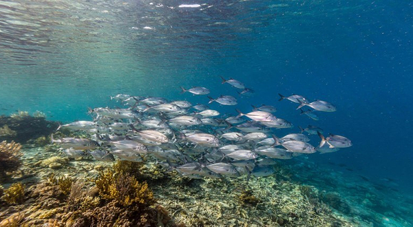 萌桔丽德-MENJERITE