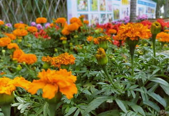 琼海龙寿洋蝴蝶谷（蝶恋花主题乐园）第 9 张图片