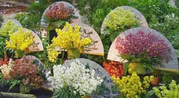 花开盛世·大美合肥春节牡丹花展