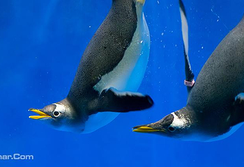 哈尔滨极地公园·海洋馆第 26 张图片