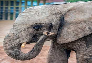 重庆野生动物世界第 5 张图片