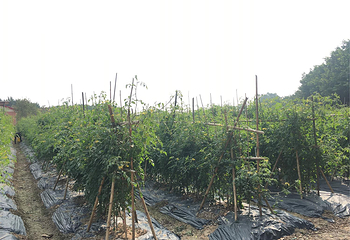 宝桑园第 59 张图片