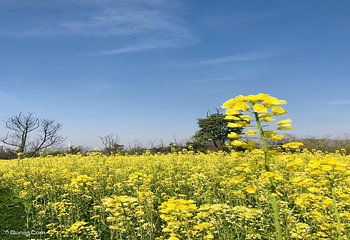 上海奇迹花园第 39 张图片