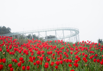 清溪谷旅游区-花田酒地景区第 18 张图片