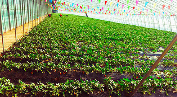 吉林省“坤圣园”生态采摘园