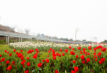 清溪谷旅游区-花田酒地景区第 9 张图片