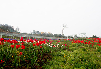 清溪谷旅游区-花田酒地景区第 11 张图片