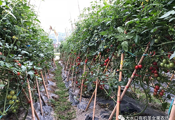 宝桑园第 57 张图片