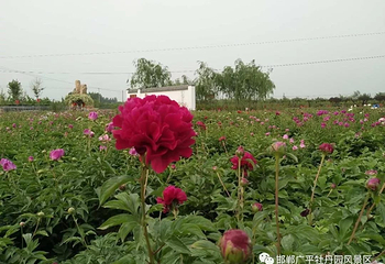 鹅城牡丹园第 2 张图片