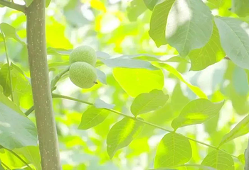 绿岭核桃小镇第 2 张图片