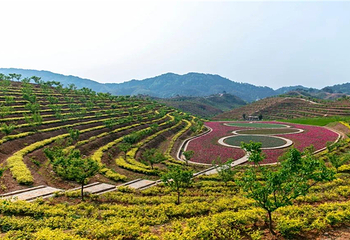 茶乡花海景区第 3 张图片