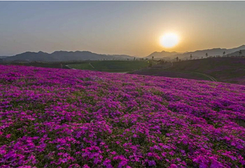 茶乡花海景区第 4 张图片