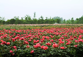慕藤月鲜花农场第 8 张图片