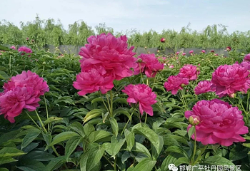 鹅城牡丹园第 4 张图片