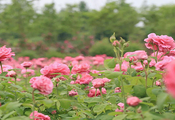 慕藤月鲜花农场第 10 张图片