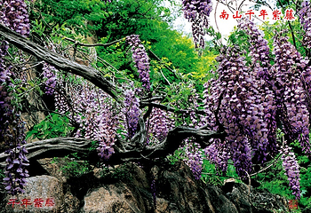 龙口南山旅游景区第 9 张图片