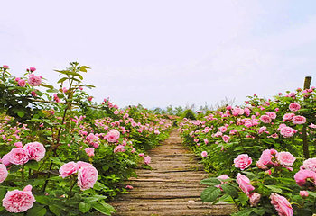 慕藤月鲜花农场第 11 张图片
