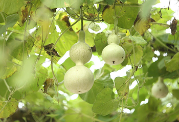 小灶村体验农场第 35 张图片