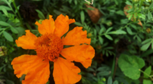 玫瑰园战锤综合体验营地