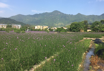 孔元花世界花海第 5 张图片