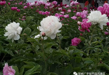 鹅城牡丹园第 6 张图片