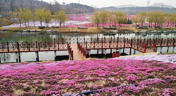 昆嵛山楚岘芝樱花海