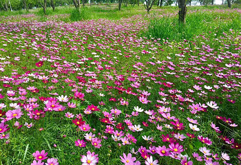 岳阳樱花园第 2 张图片