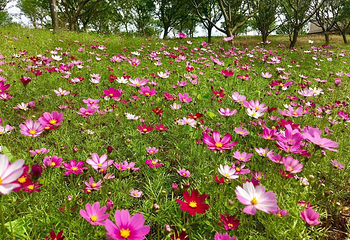 岳阳樱花园第 5 张图片