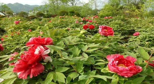绥阳牡丹园