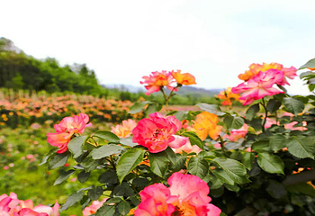 慕藤月鲜花农场第 9 张图片